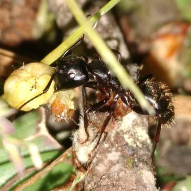 Camponotus pennsylvanicus photo 155