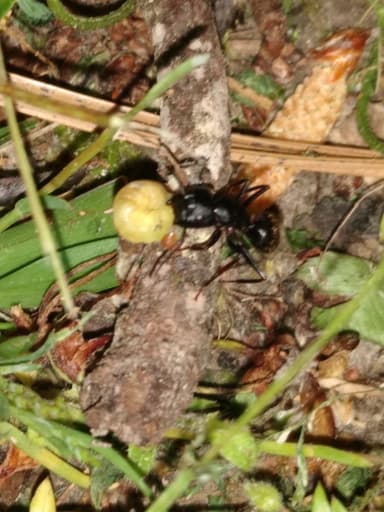 Camponotus pennsylvanicus photo 156