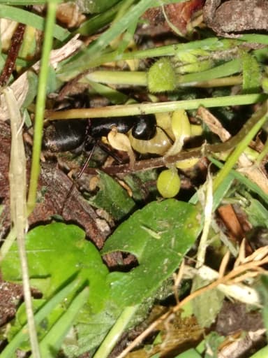 Camponotus pennsylvanicus photo 157