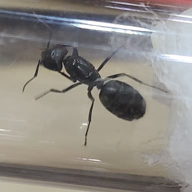Camponotus pennsylvanicus photo 158
