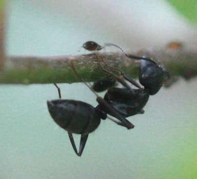 Camponotus pennsylvanicus photo 159