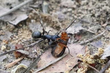 Camponotus pennsylvanicus photo 160