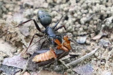 Camponotus pennsylvanicus photo 161