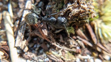 Camponotus pennsylvanicus photo 162
