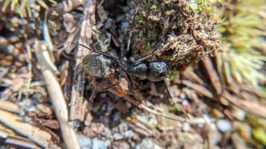 Camponotus pennsylvanicus photo 163
