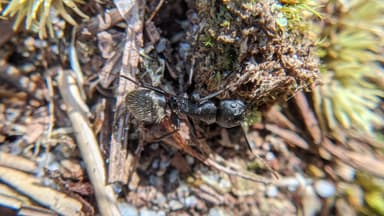 Camponotus pennsylvanicus photo 164