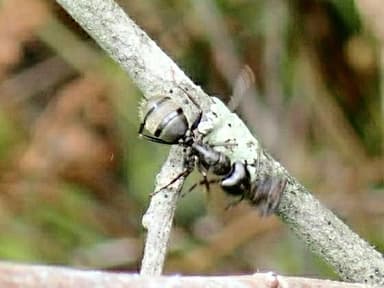 Camponotus pennsylvanicus photo 165
