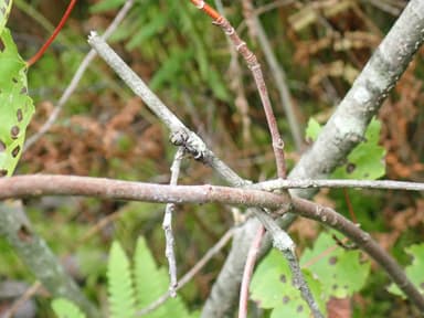 Camponotus pennsylvanicus photo 166