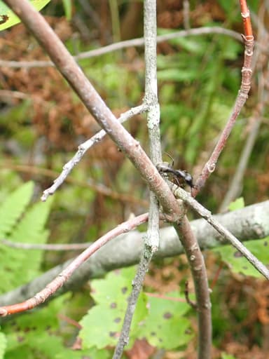 Camponotus pennsylvanicus photo 167