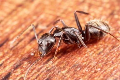 Camponotus pennsylvanicus photo 168