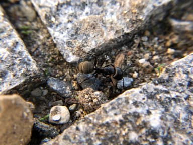 Camponotus pennsylvanicus photo 169
