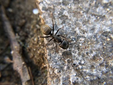 Camponotus pennsylvanicus photo 170