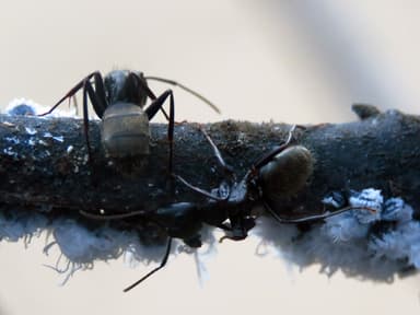 Camponotus pennsylvanicus photo 172