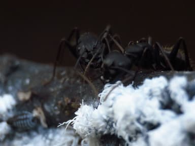 Camponotus pennsylvanicus photo 173
