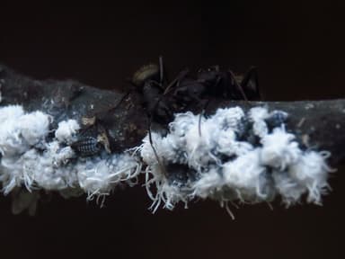 Camponotus pennsylvanicus photo 174