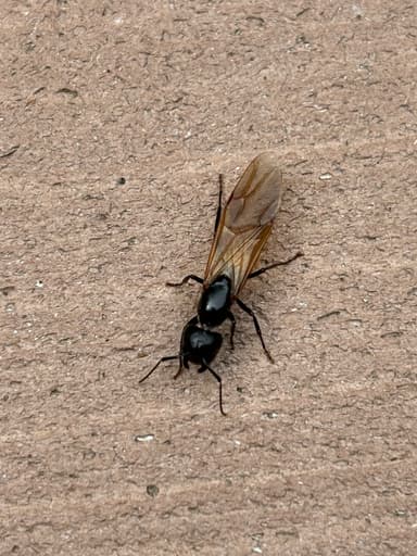 Camponotus pennsylvanicus photo 176
