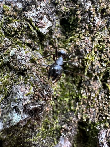 Camponotus pennsylvanicus photo 177