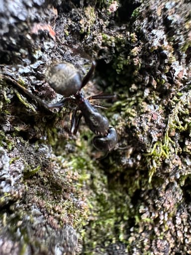 Camponotus pennsylvanicus photo 178