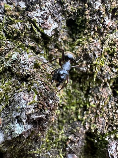 Camponotus pennsylvanicus photo 179
