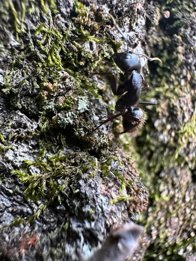 Camponotus pennsylvanicus photo 180