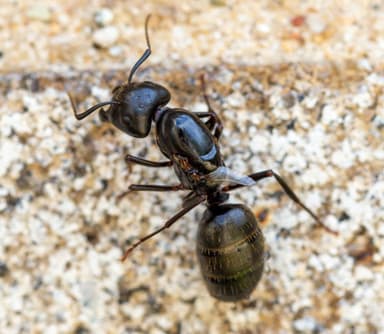 Camponotus pennsylvanicus photo 181