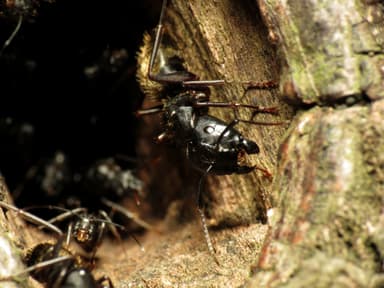 Camponotus pennsylvanicus photo 182