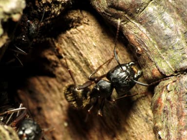 Camponotus pennsylvanicus photo 183