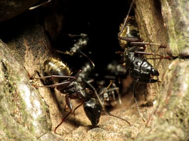 Camponotus pennsylvanicus photo 184