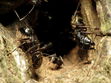 Camponotus pennsylvanicus photo 185