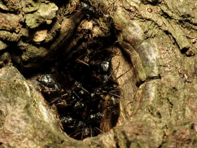 Camponotus pennsylvanicus photo 186
