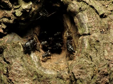 Camponotus pennsylvanicus photo 187