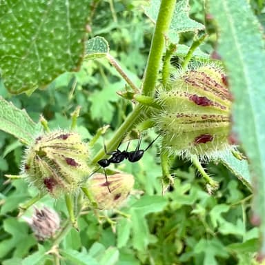 Camponotus pennsylvanicus photo 188
