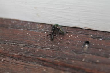 Camponotus pennsylvanicus photo 189