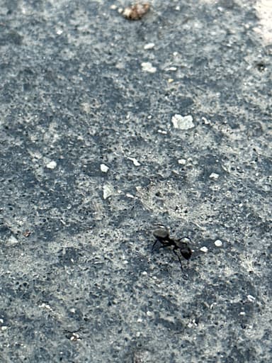 Camponotus pennsylvanicus photo 190