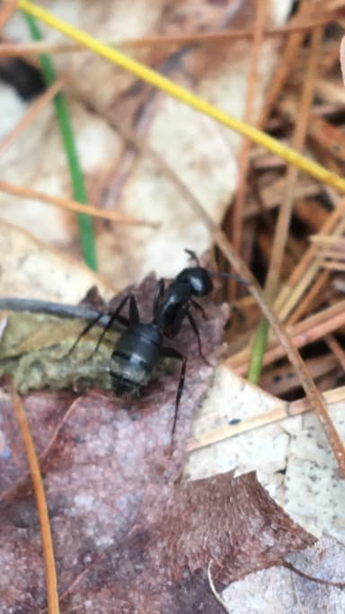 Camponotus pennsylvanicus photo 191