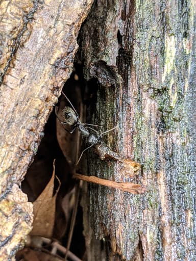 Camponotus pennsylvanicus photo 192