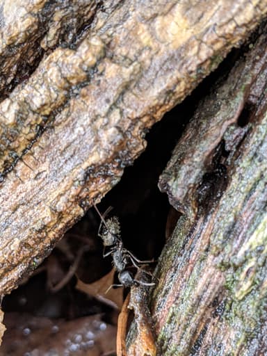 Camponotus pennsylvanicus photo 193