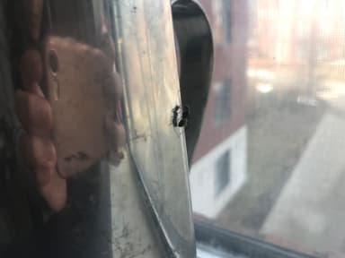 Camponotus pennsylvanicus photo 195