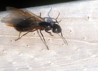 Camponotus pennsylvanicus photo 196