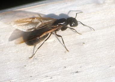Camponotus pennsylvanicus photo 197