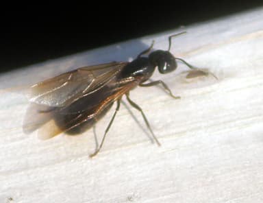 Camponotus pennsylvanicus photo 198