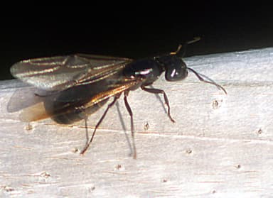 Camponotus pennsylvanicus photo 199