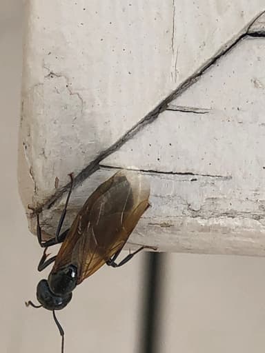 Camponotus pennsylvanicus — queen photo 200