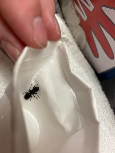 Camponotus pennsylvanicus photo 201