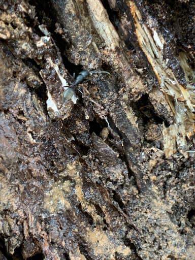 Camponotus pennsylvanicus photo 202