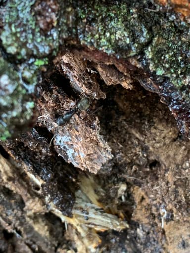 Camponotus pennsylvanicus photo 203