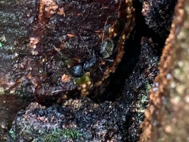 Camponotus pennsylvanicus photo 204