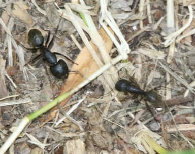 Camponotus pennsylvanicus photo 205
