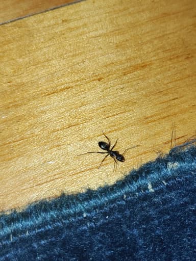 Camponotus pennsylvanicus photo 206