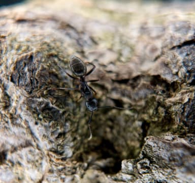 Camponotus pennsylvanicus photo 207
